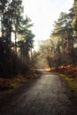 Path leading through a Forest with sun shining through the trees