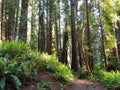 Path Leading through Lush, Green Redwood Forest