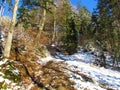 Path leading through a mixed broadleqaf and conifer snoe covered forest