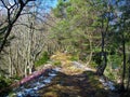 Path leading over a ridge covered in scots pine and beech forest Royalty Free Stock Photo