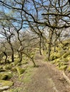 Padley Gorge Ancient Forest in Derbyshire