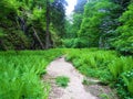 Path leading past a plain covered in ferns at Pokljuka gorge, Slovenia