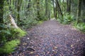 Path leading through regenerated forest around and near Lake Wilkie in Catlins Royalty Free Stock Photo