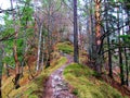 Path leading through a scots pine and european beech forest Royalty Free Stock Photo