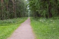 The path leading through the summer forest and the figure of a man who goes away along the road Royalty Free Stock Photo