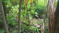 The path leading to the forest on the slopes of a hill.