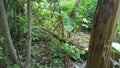 The path leading to the forest on the slopes of a hill.