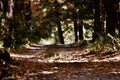 Leafy Path into Trees on a Fall Day Royalty Free Stock Photo
