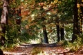 Leafy Path into Trees on a Fall Day Royalty Free Stock Photo