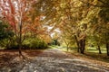 Path in autumn in Moscow, Idaho. Royalty Free Stock Photo