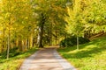 The path leads in one directions. The way to the autumn park in the centre of the forest Royalty Free Stock Photo