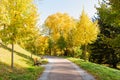 The path leads in one directions. The way to the autumn park in the centre of the forest Royalty Free Stock Photo