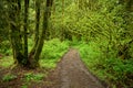 A path leads through a rainforest at its best in spring rain at Bridal Veil Provincial Park, a hidden gem in the Canadian Royalty Free Stock Photo