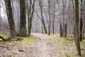 The path leads through the various deciduous trees in the beech grove