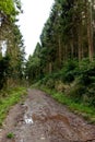 A muddy puddle strewn pathway leads through a forest Royalty Free Stock Photo