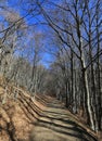 Path in a leafless beech forest Royalty Free Stock Photo