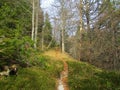 Path leaing through a temperate, deciduous forest