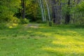 Path leding into the forest from a meadow clearing in the Northwoods Royalty Free Stock Photo