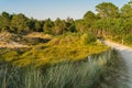 Path through the light forest in the dunes on the North Sea coast. Royalty Free Stock Photo