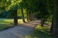 Path through linden tree alley.