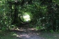 Path lined with leafy trees creating a natural plant tunnel