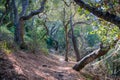 Path lined up with coastal live oak trees in Mission Trail Park, Carmel-by-the-Sea, Monterey Peninsula, California