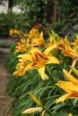 Path lined with yellow Asiatic lilies Royalty Free Stock Photo