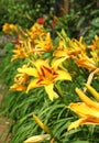 Path lined with yellow Asiatic lilies Royalty Free Stock Photo