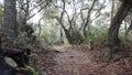 Path in live oak forest. Twisted gnarled trees branches trunks. Lace lichen moss