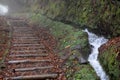 Path of the logs in a foggy forest along Levada dos Cedros: trekking route from Fanal to Ribeira da Janela, Madeira