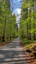 Path in the lonely forest