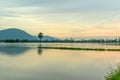 Path lonely palm tree between flooded fields Royalty Free Stock Photo
