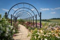 Path with lush blooming roses with rose arches shows a panorama of an open landscape