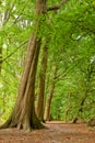 Path through lush forest