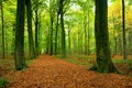 Path through lush forest