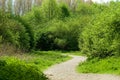 Path through lush forest