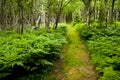 Path through lush forest with ferns