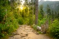 Magical forest path between the lush foliage. Royalty Free Stock Photo
