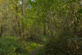 Path through a lush green summer forest in the Flemish countryside Royalty Free Stock Photo