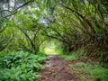 Path through lush green vegetation Royalty Free Stock Photo