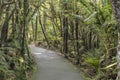 Path in lush rain forest vegetation at Pancake Rocks park, Punakaiki, West Coast, New Zealand Royalty Free Stock Photo