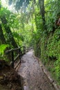 Path in lush rainy rainforest