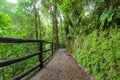Path in lush rainy rainforest