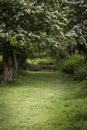 Path through lush shallow depth of field forest landscape in Eng Royalty Free Stock Photo