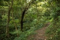 Path in a lush and verdant forest