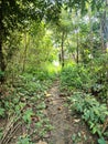 footpath amidst thick bushes and trees