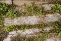 The path is made of slabs. grass and wildflowers sprouted between the plates