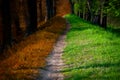 Path in Magic forest, summer and autumn Royalty Free Stock Photo