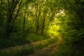 Path Through The Magic Forest, Summer scene, Dirt road, country. valley countryside road between green meadows. Rural spring, Royalty Free Stock Photo