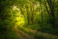 Path Through The Magic Forest, Summer scene, Dirt road, country. valley countryside road between green meadows. Rural spring, Royalty Free Stock Photo